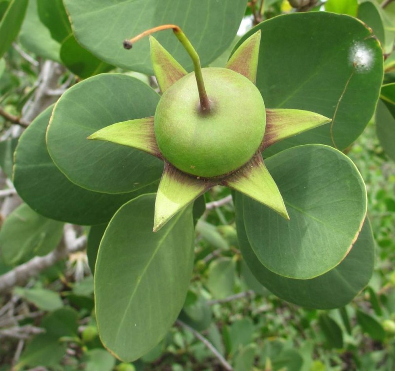 Fehér mangrove, Sonneratia alba, fagyérzékeny, gyümölcs